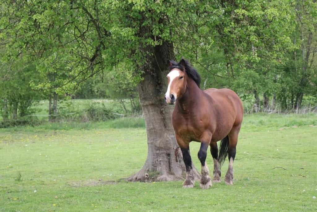 Le Grais Gite : La Cochetiere : Ancienne Ferme 18Emeヴィラ エクステリア 写真